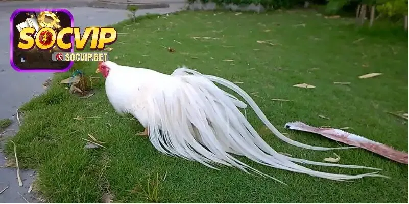 Hướng dẫn người chơi tham gia đá gà