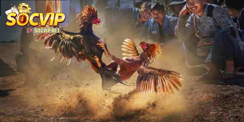 Kinh nghiệm chơi Đá Gà Campuchia