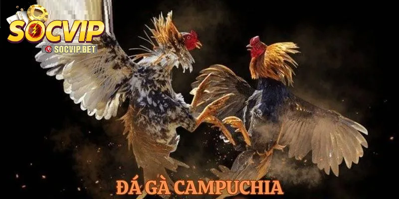 Luật chơi Đá gà Campuchia