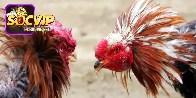 Một số chương trình khuyến mãi dành cho người chơi